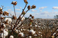 organic cotton